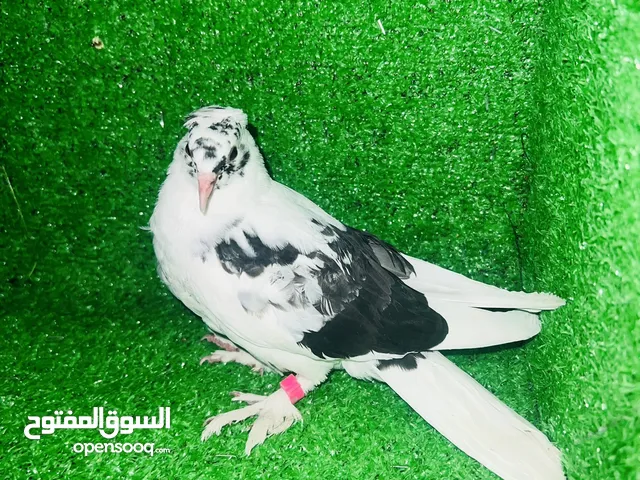 حمام لوت مكاليش