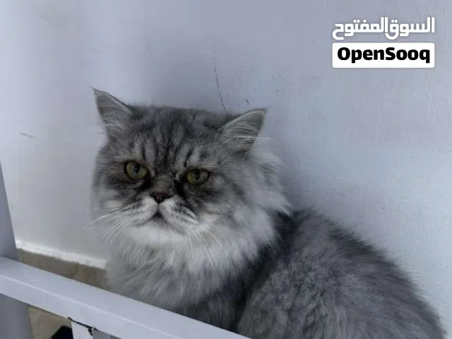 قطه  مستعجل بسبب الظروف