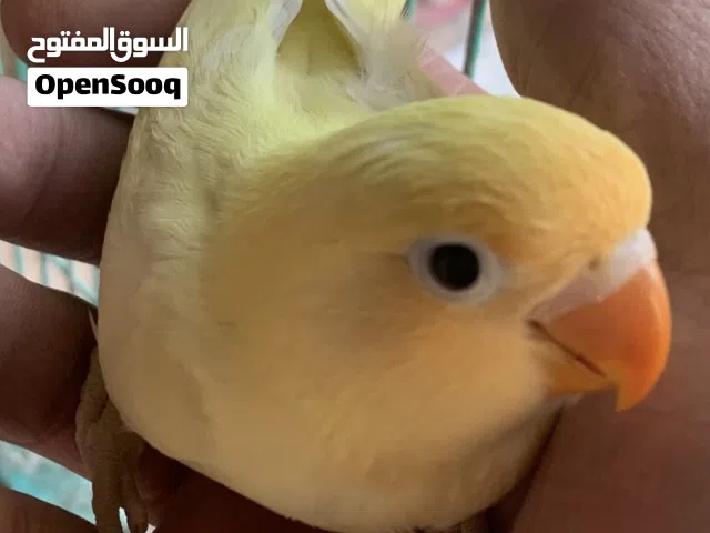 مطلوب فحله غندور فيشر