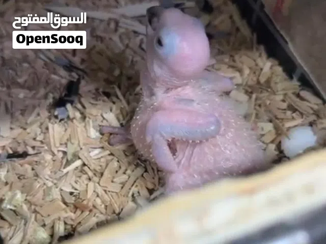 صن كنيور فرخ انتاج محلي
