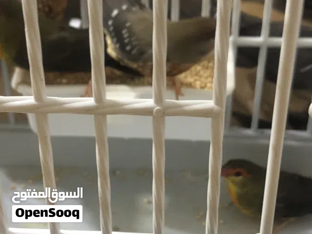 طيور واكس بل وطيور فراوله فينش