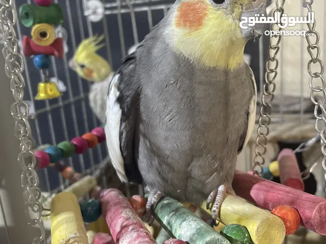 طيور كروان للبيع انثى و ذكر للتفريخ.
