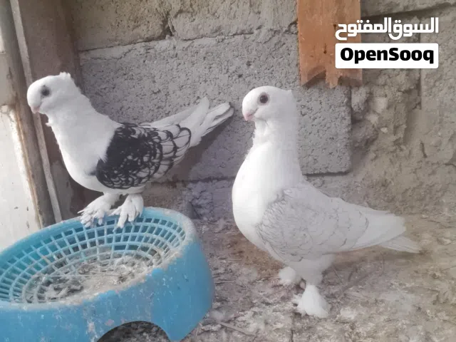 متاح طيره وفحل مثل ما واضح