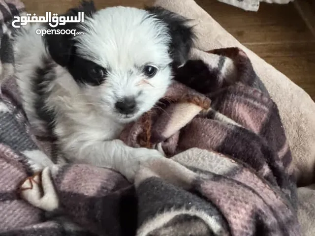 كلب للتبديل