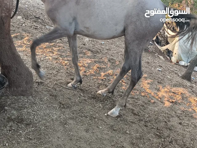 مهر بالصلاه على النبي صحه وعقل