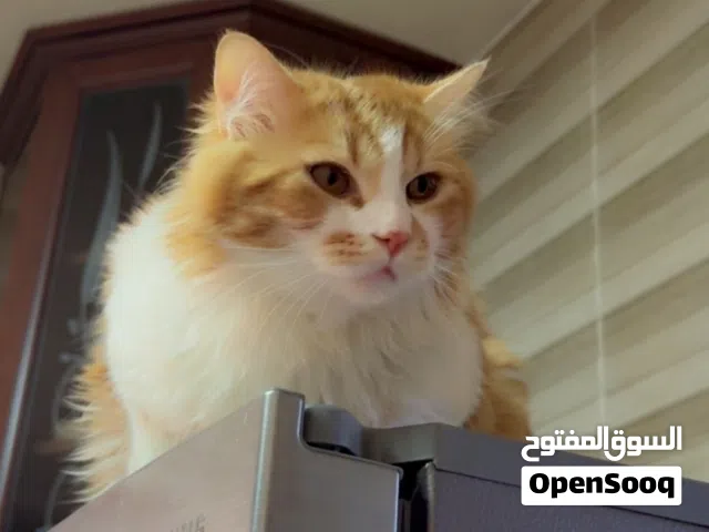قط شيرازي long hair ذكر العمر 10 اشهر