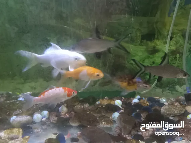 Fish tank with fish and oxygen motor and all equipment for sale