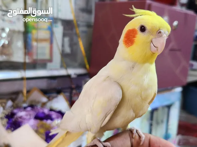 ذكر كوكتيل أليف مغرد ومتكلم ، ببغاء كروان ، طيور