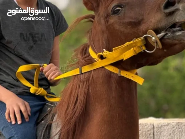 فاراس عربيه اصيل