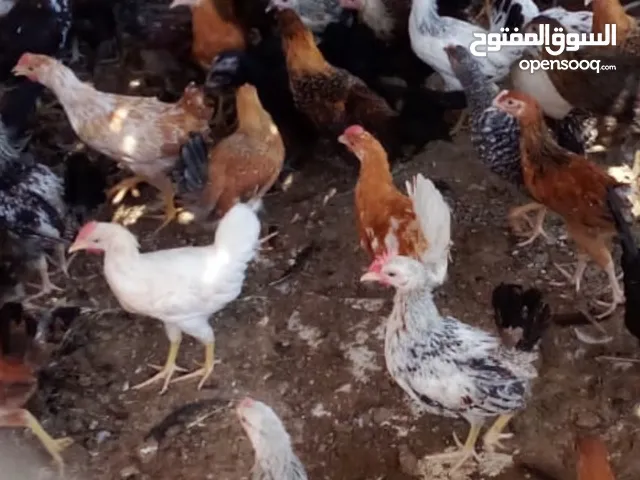 دجاج عماني عمر شهرين ونص