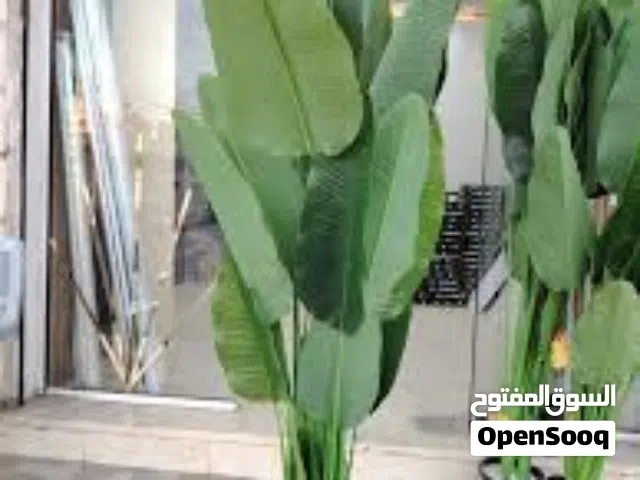 منظر ديكور شجر  شجرة اوراق الموز طول متر ونص مثل الحقيقه لداخل و خارج المنزل و المحل او مطعم او مكتب