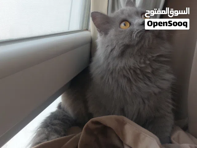 قطه انثى عمرها اقل من سنه تقريبآ 8 اشهر و اكثر