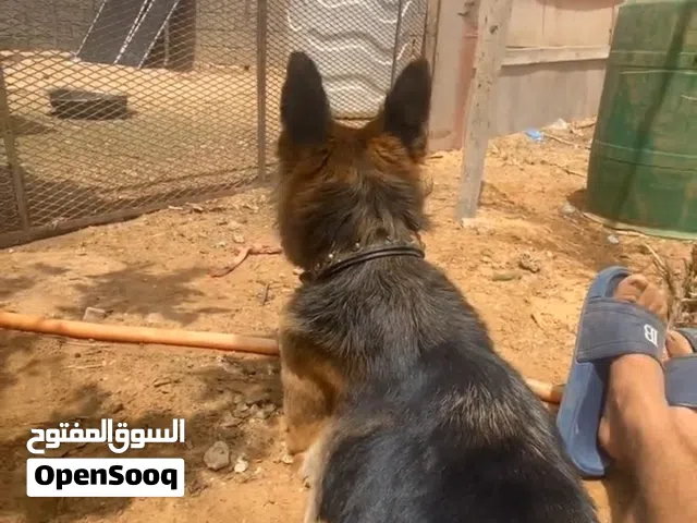 ولف للبيع اقراء الوصف