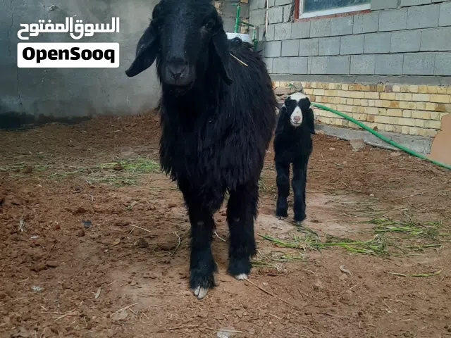 نعجه ام اول بطن ورجينه مال بيت وراهه فحل