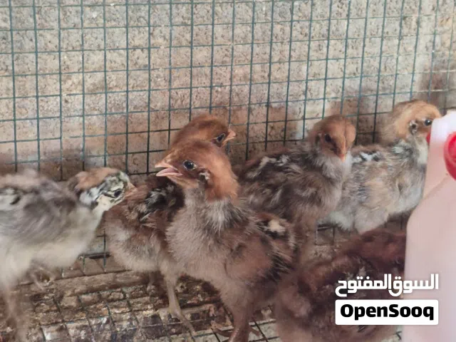 للبيع صيصان الفيومي الكلاسيكي الاصلي