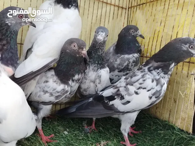 حمام باكستاني مطيار