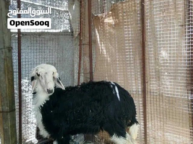 مجموعة أغنام حملة عمانية وحملة نجدية وكبش