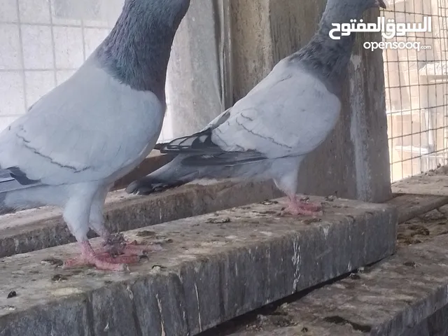 اربع جوازمشكلات بواقي وشغلات