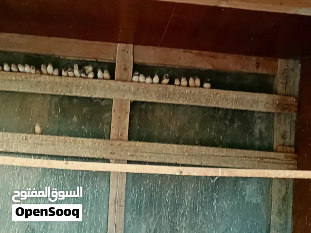عصافير زيبرا للبيع