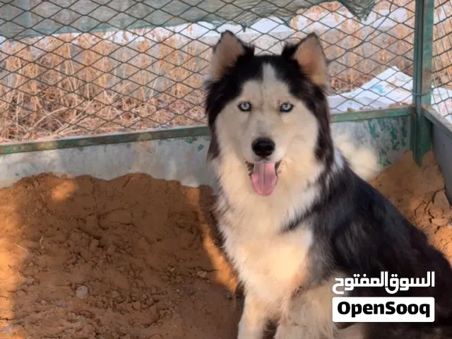 هاسكي ذكر