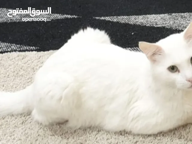 قط تركي اصلي