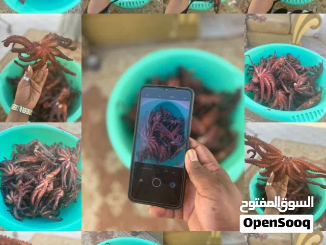 أخطبوط مجفف