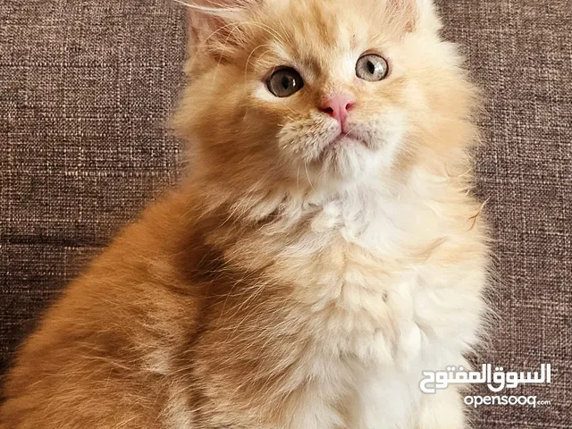 mainecoon male kitten