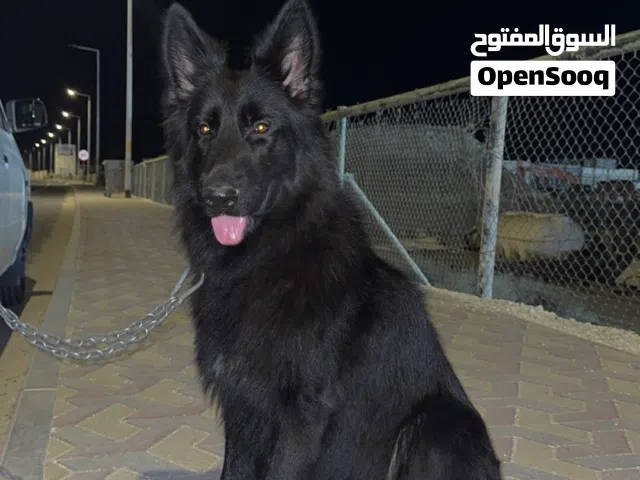 للبيع نثيه جيرمان شيبرد لونق هير شولاين رويال بلاك