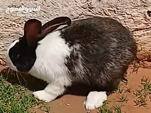 السلام عليكم دكر وانتى للبيع الدكر رجليه تاجوراء 80 دينار