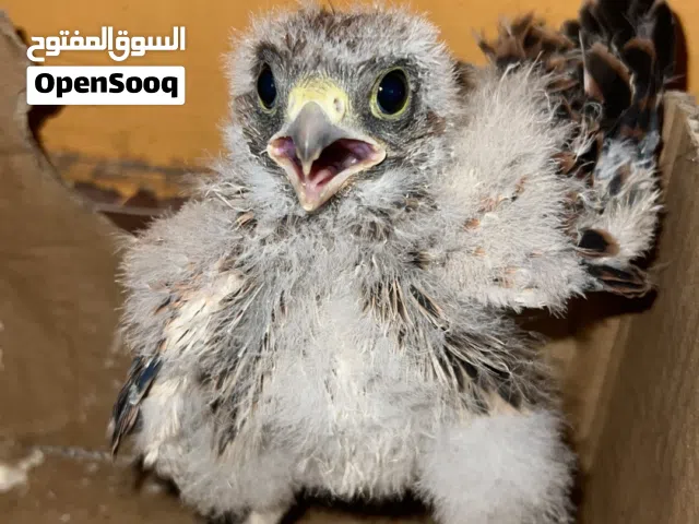 للبيع فرخ شرياص