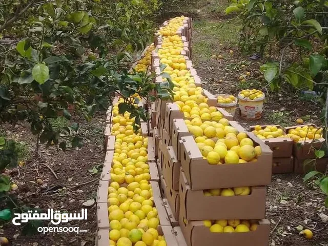 سوبرماركت للبيع