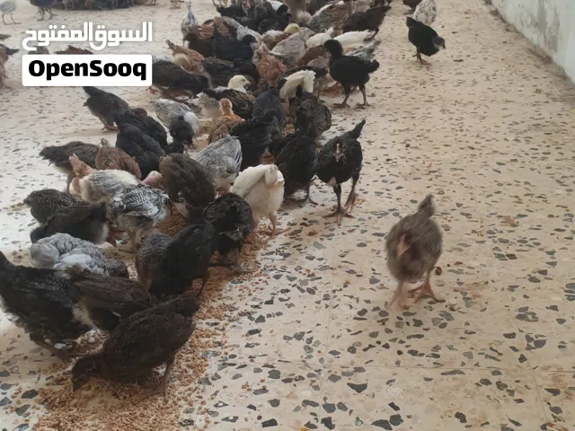 كتكوت عربي عمر شهر ونص مخلط للبيع
