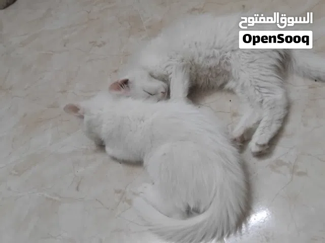 قطتين ذكر وأنثى شيرازي الاثنين للبيع