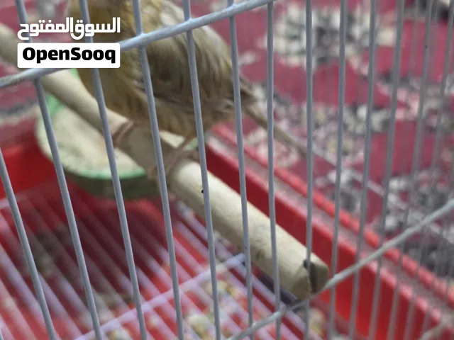 سلام عليكم متاح كناري نثية جاهزة مثل متشوف بعينك للاستفسار متواجد على الخاص