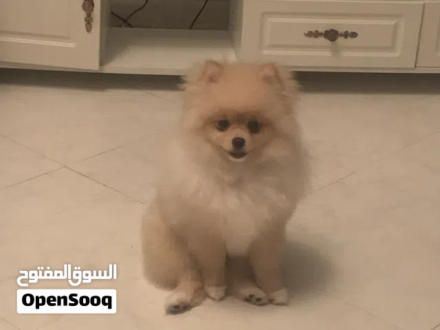 كلب بوميرينيان للتزاوج فقط Pomeranian for mating only