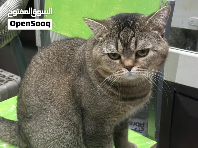 قط ذكر للتبني