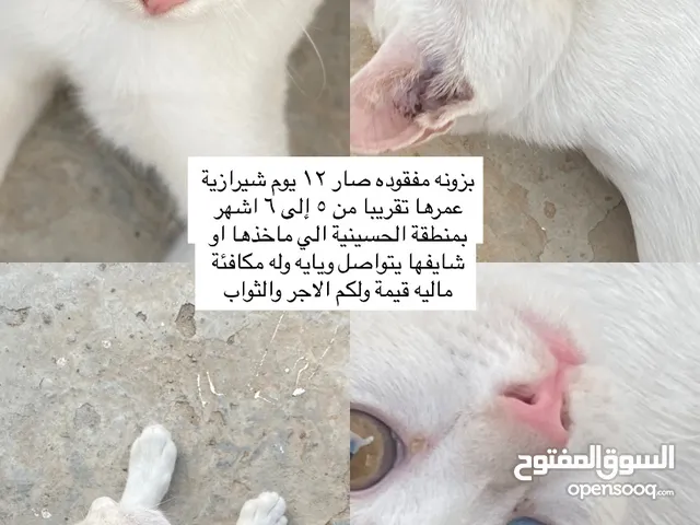 قطة مفقوده
