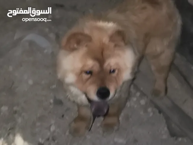للبيع او البدل ع مالينو انثى