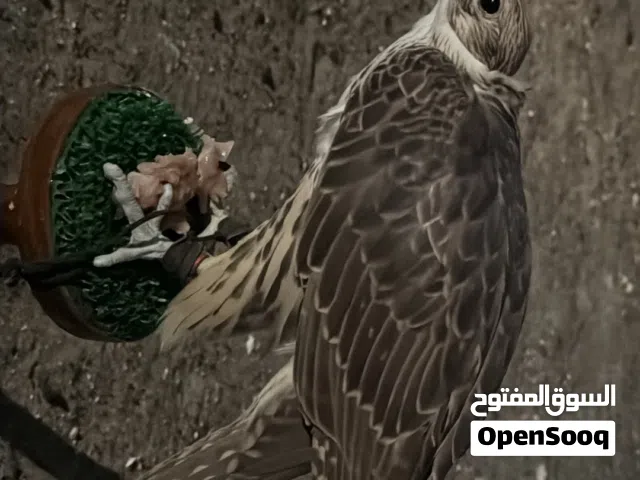 حر للبيع . حط سعرك بل معقول وشله