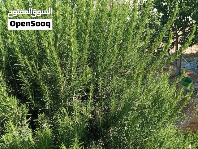 يوجد لدي حصلبان  ( إكليل الجبل) طازج وبكميات كبيره للبيع .