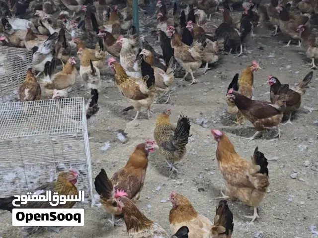 دجاج فرنسي