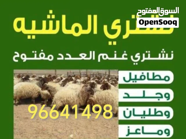 نشتري غنم وماعز العدد مفتوح