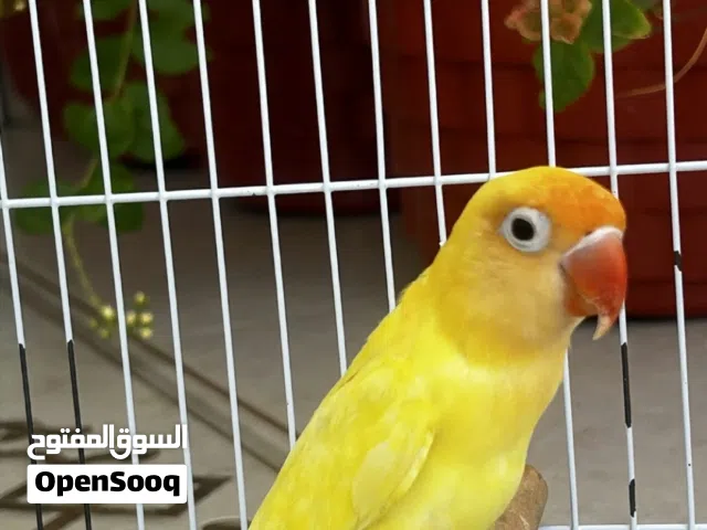 انثى فيشر بار بلو اينو