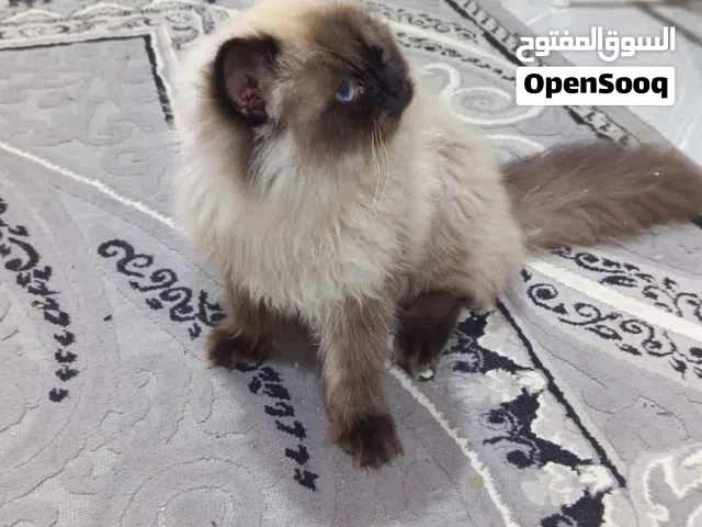قط هملايا انثى