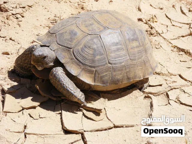 مطلوب سلاحف برية للتبني