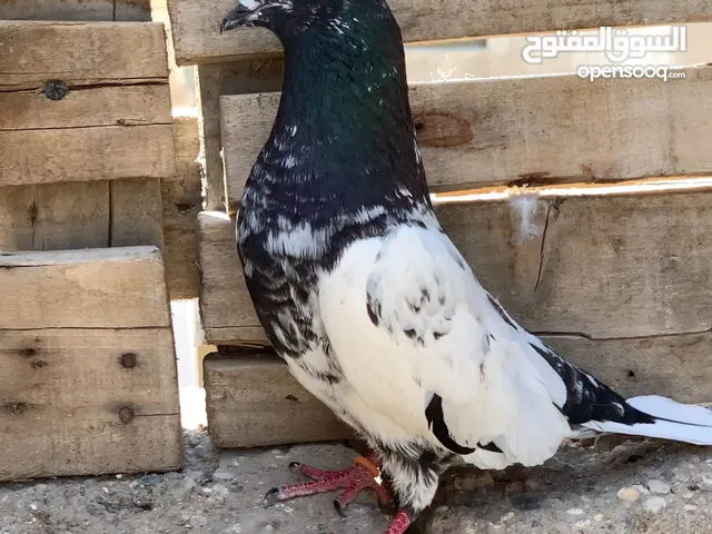 مطلوب تار باكستاني مثل الي بالصوره عدد مفتوح