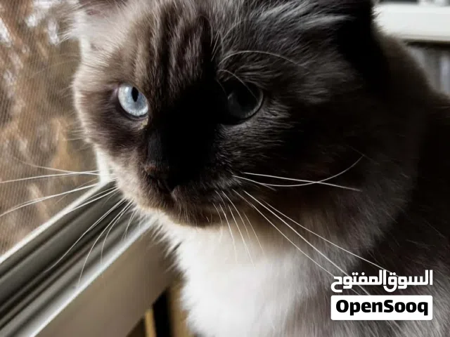 7-month-old male Himalayan Chocolate cat