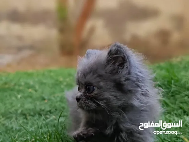 كتن عمر45 يوم
