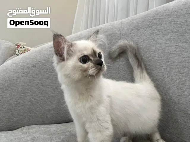 قطة هملايا عمر شهرين للشراء بالاحساء