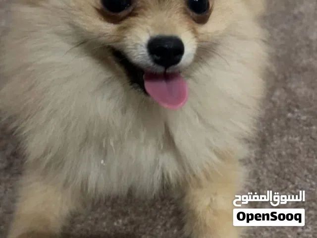 بومرينيان تي كب أنثى – جاهزة للزواج